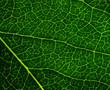 © Сергей Щепанкевич - Background image of a leaf of a tree close up. A green leaf of a tree is a big magnification. Macro shooting.