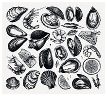 Vector Seafood Collection. Hand Drawn Fish, Shellfish, Shrimps, Mollusks Sketches With Herbs, Spices And Lemon Set. Cooked Fish, Shrimps, Clams, Oysters, Cockles, Mussels Top View Sketches.
