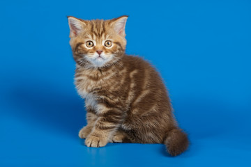 Wall Mural - Studio photography of a scottish straight shorthair cat on colored backgrounds