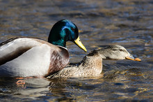 Pair Of Mallard Ducks Mating On The Water