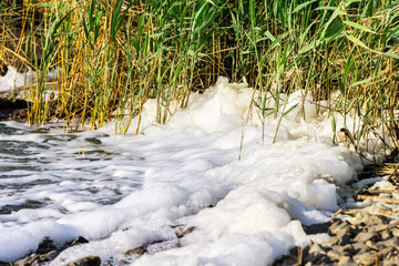 environmental pollution, foaming water, dirty yellow, with waves fills the vegetation on the shore of the reservoir