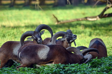 Wall Mural - Mouflon Herd in Summer Eating Nettle