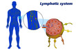 Human lymphatic system (lymphoid system). A lymph node showing afferent and efferent lymphatic vessels