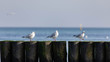 © Karol - white gulls sitting on the breakwater