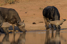 Cape Buffalo, African Buffalo In The Wilderness