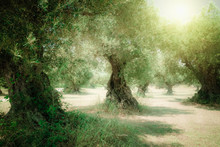 Panoramic View Of Amazing Greek Olive Tree Grove On Sunny Day, Crete Island. Mediterranean Plants Growing In Shadowy Plantation. Traditional Southern Flora, Olive Garden. Cultivation Of Organic Food