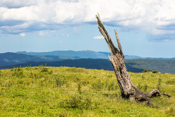 Sticker - Tronco seco de árvore na paisagem