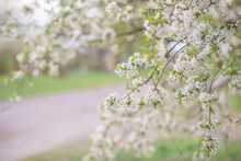 Spring Blooming Garden Of Apple And Cherry Trees White Green