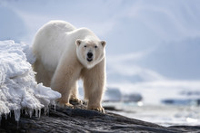 Adult Male Polar Bear Standing On A Rocky Ledge In Svalbard