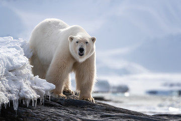 adult male polar bear standing on a rocky ledge in svalbard