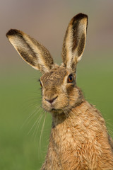 Lepus. Wild European Hare ( Lepus Europaeus )