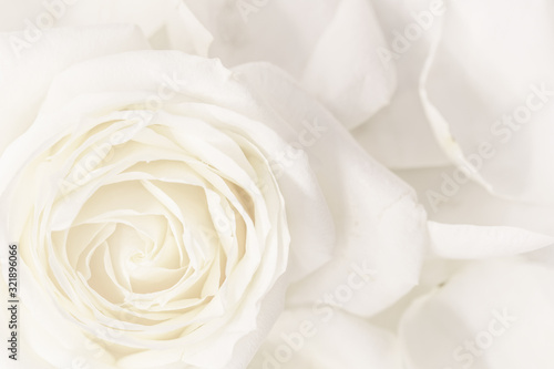 Plakat róże   nieostrosc-streszczenie-tlo-kwiatowy-bialy-kwiat-rozy-makro-kwiaty-tlo-na-wakacje