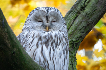 Wall Mural - ural owl, strix uralensis, sitting on tree branch in autumn forest