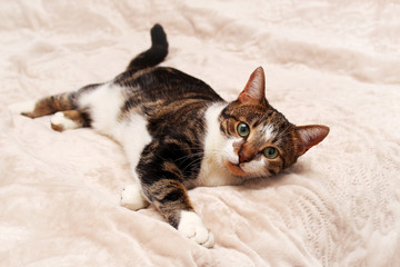 A motley cat lying on a white blanket and looking forward