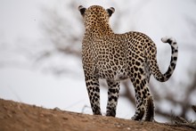 Beautiful Shot Of An African Leopard With A Blurred Background