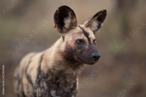 Closeup shot of an african wild dog with a blurred background Canvas Print