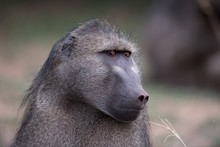 Closeup Shot Of A Baboon Monkey With A Blurred Background