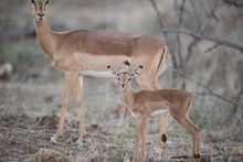Beautiful Shot Of A Baby And Mother Antelope With A Blurred Background