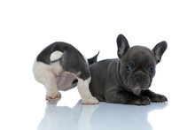Rear View Of A Cheerful French Bulldog Standing And Playing
