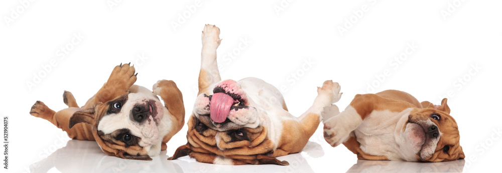 Three English bulldogs panting and rolling on their back - obrazy, fototapety, plakaty 