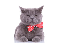 Tired British Shorthair Cat Wearing Blinking