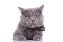 Eager British Shorthair Cat Wearing Bowtie, Looking Forward