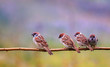 photo with lots of funny birds sparrows sitting on a branch in the summer garden and chirp