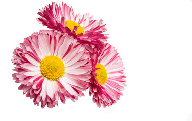 daisy flower isolated