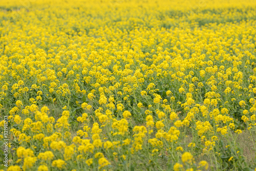 鴨川市の菜の花畑 千葉県鴨川市 日本 Stock Photo Adobe Stock