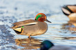 The Eurasian teal, common teal (Anas crecca) is a common and widespread duck which breeds in temperate Eurasia. Common Teal or Eurasian Teal (Anas crecca). 