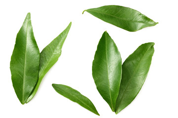 citrus leaves isolated on white background. top view.