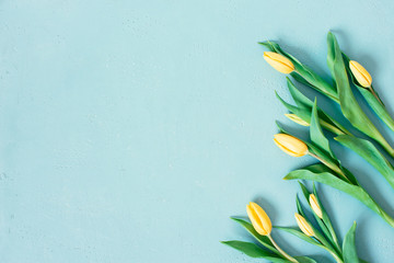 Wall Mural - Blue background with spring tulips, festive composition for spring holidays