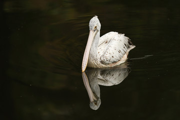 Wall Mural - Dalmatian pelican - pelecanus crispus - mirroring on black water