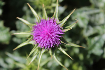 Wall Mural - Bull Thistle (CA 07171)