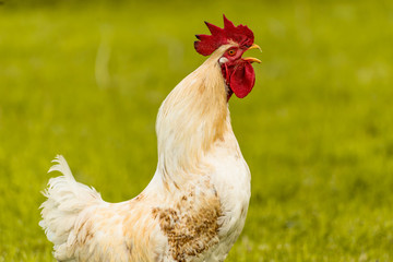 rooster on farm