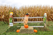 Scarecrow And Pumpkin In From Of Corn Field, Stowe, Vermont.