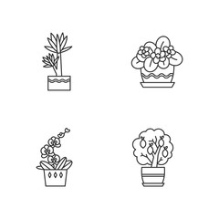 Wall Mural - Decorative indoor plants pixel perfect linear icons set. Houseplants. Orchid, yucca. African violet. Customizable thin line contour symbols. Isolated vector outline illustrations. Editable stroke