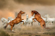 Stallions fighting in desert
