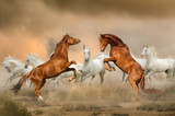 Fototapeta Zwierzęta - Stallions fighting in desert