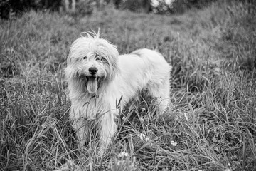 Dog with white fur. Shaggy dog walks on the lawn. A cheerful friend in nature. Pet health is an active lifestyle. Mischievous male.