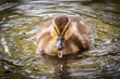 Canada Goose - Branta Canadensis - Baby Swinmming On The Lake