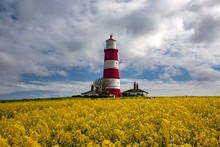 Happisburgh Lighthouse In The Middle Of The Field With Yellow Flowers In Norfolk, UK