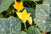 High Angle Shot Of A Yellow Flower In Cucurbit Plants