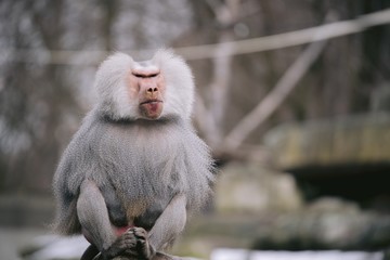closeup shot of a male hamadryas baboon with a beautiful silver cape and fierce eyes