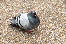 Pigeon Land On The Concrete Background