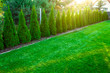 Green grass with thuja trees