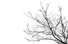 Branches Of Tree In Silhouette, Uprisen Angle. The High Contrast Style On White Background, Vector File