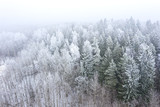 Fototapeta Natura - forest trees covered by hoarfrost in cold foggy winter day. aerial view