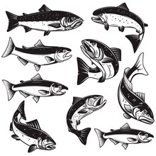 Set Of Illustrations Of Salmon Fish In Engraving Style. Design Element For Logo, Label, Sign, Emblem, Poster. Vector Illustration