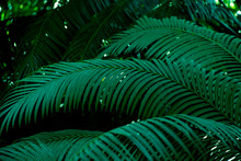 Tropical Dark, Small And Long Slender Green Leaves. Abstract Green Texture, Natural Background For Wallpaper